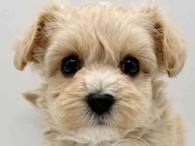 大阪府のマルプー(マルチーズ×プードル) (ひごペットフレンドリーみのおキューズモール店/2025年11月3日生まれ/男の子/アプリコット)の子犬の1枚目の画像