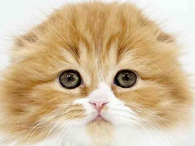 京都府のスコティッシュフォールド (ひごペットフレンドリーイズミヤショッピングセンター八幡店/2025年10月30日生まれ/女の子/レッドタビーホワイト)の子猫の1枚目の画像