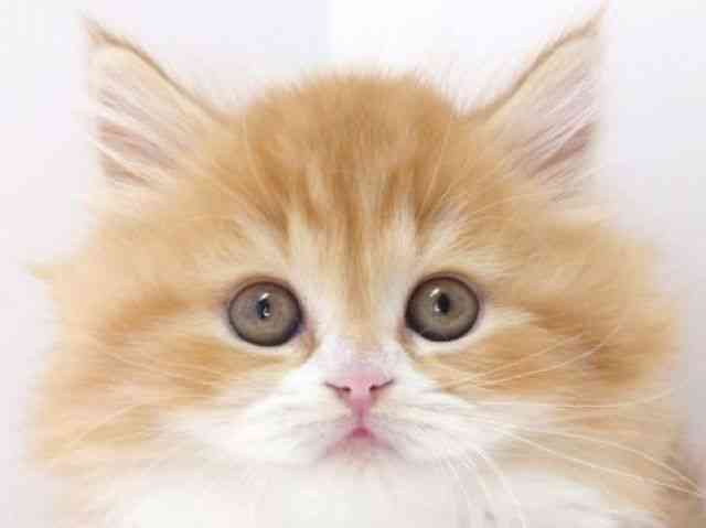 大阪府のスコティッシュフォールド (ひごペットフレンドリーいこらもーる泉佐野店/2025年10月30日生まれ/女の子/レッドタビーホワイト)の子猫の1枚目の画像