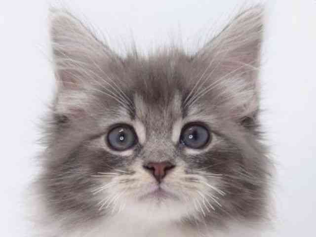 大阪府のノルウェージャンフォレストキャット (ひごペットフレンドリーいこらもーる泉佐野店/2025年10月25日生まれ/男の子/ブルータビーホワイト)の子猫の1枚目の画像