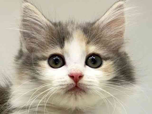 大阪府のノルウェージャンフォレストキャット (ひごペットフレンドリーセブンパーク天美店/2025年10月25日生まれ/女の子/ダイリュートキャリコ)の子猫の1枚目の画像