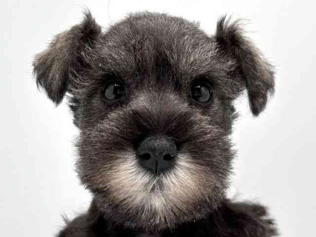 奈良県のミニチュアシュナウザー (ひごペットフレンドリー田原本店/2025年11月3日生まれ/女の子/ソルトペッパー)の子犬の1枚目の画像