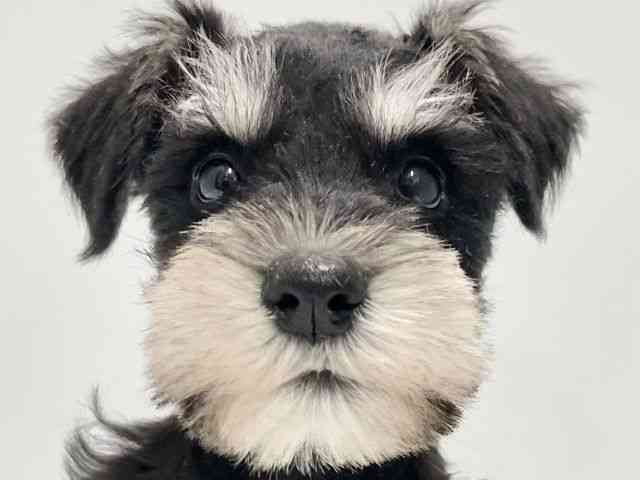 高知県のミニチュアシュナウザー (ひごペットフレンドリーイオンモール高知店/2025年11月3日生まれ/男の子/ブラックシルバー)の子犬の1枚目の画像