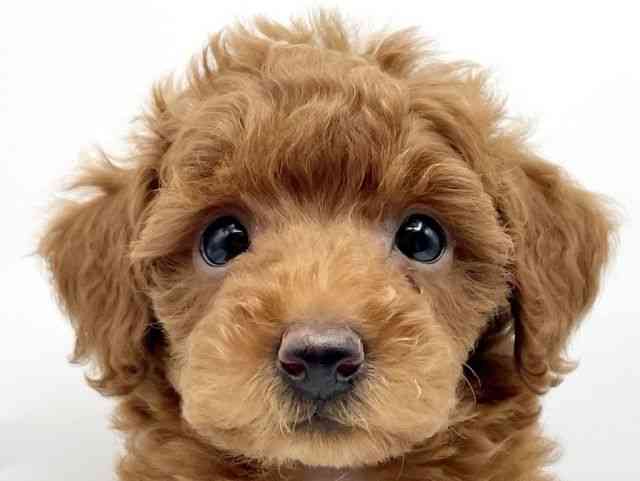 奈良県のトイプードル(トイ) (ひごペットフレンドリートナリエ大和高田店/2025年11月3日生まれ/女の子/レッド)の子犬の1枚目の画像