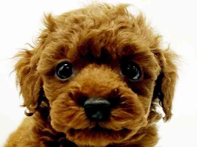 大阪府のトイプードル(トイ) (ひごペットフレンドリーイオンタウン豊中庄内店/2025年11月3日生まれ/女の子/レッド)の子犬