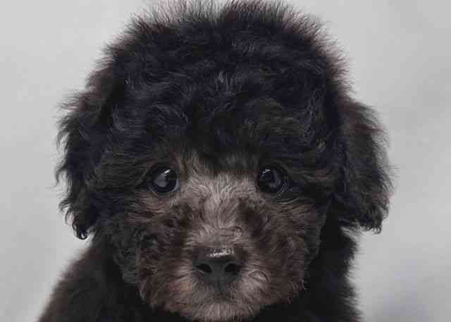 鳥取県のトイプードル(トイ) (ひごペットフレンドリーイオンモール鳥取北店/2025年11月3日生まれ/女の子/シルバー)の子犬