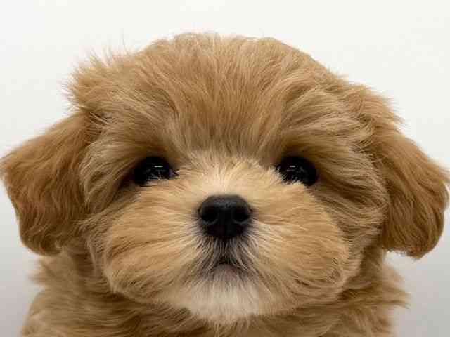 大阪府のハーフ犬・ミックス犬 (ひごペットフレンドリーららぽーとEXPOCITY店/2025年11月2日生まれ/男の子/アプリコット)の子犬の1枚目の画像