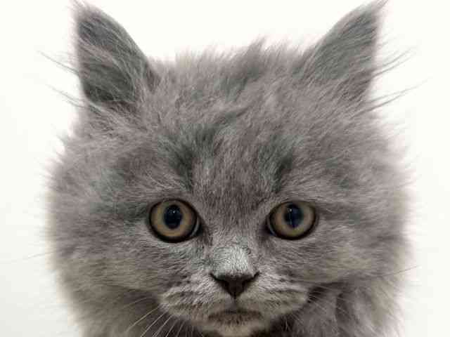 大阪府のブリティッシュロングヘアー (ひごペットフレンドリーくずはモール店/2025年11月2日生まれ/女の子/ブルー)の子猫