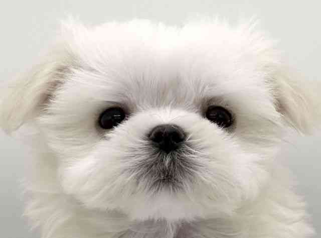 大阪府のマルチーズ (ひごペットフレンドリーららぽーとEXPOCITY店/2025年11月3日生まれ/男の子/ホワイト)の子犬の1枚目の画像