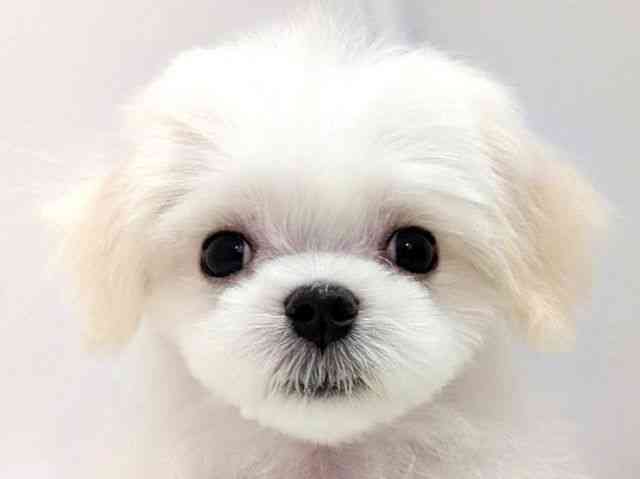 広島県のマルチーズ (ひごペットフレンドリーゆめタウン廿日市店/2025年11月3日生まれ/男の子/ホワイト)の子犬の1枚目の画像