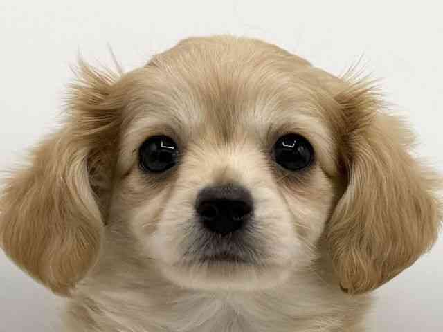 大阪府のチワックス(チワワ×ダックス) (ひごペットフレンドリーららぽーとEXPOCITY店/2025年11月1日生まれ/女の子/クリーム)の子犬の1枚目の画像