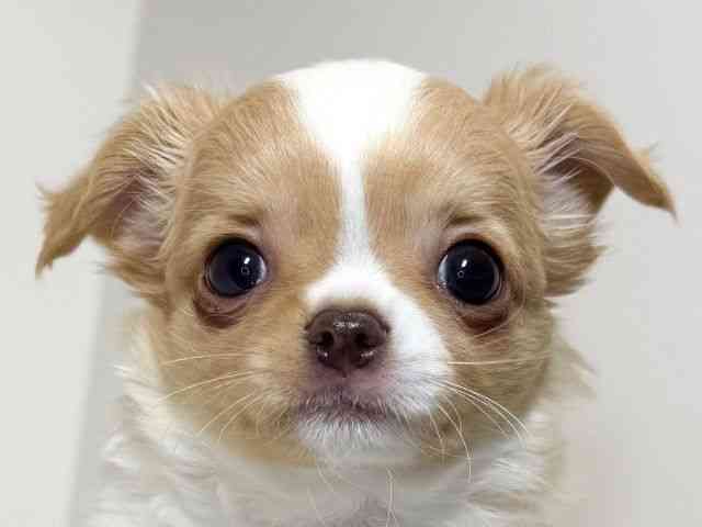 兵庫県のチワワ(ロング) (ひごペットフレンドリーイトーヨーカドー明石店/2025年11月2日生まれ/男の子/クリームホワイト)の子犬の1枚目の画像