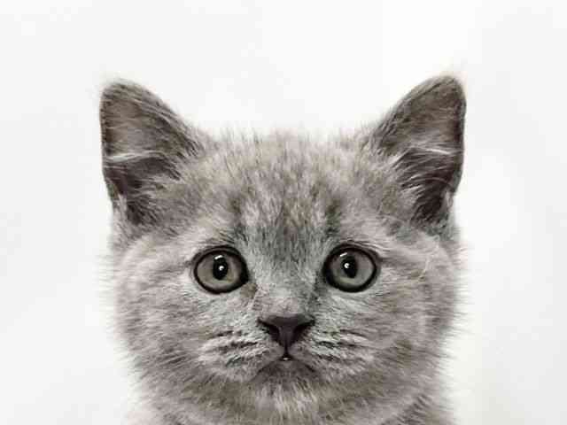 愛媛県のブリティッシュショートヘアー (ひごペットフレンドリーイオンモール今治新都市店/2025年11月3日生まれ/男の子/ブルー)の子猫