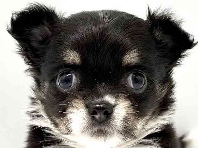 大阪府のチワワ(ロング) (ひごペットフレンドリーイオンタウン豊中庄内店/2025年11月3日生まれ/男の子/ブラックタンホワイト)の子犬の1枚目の画像