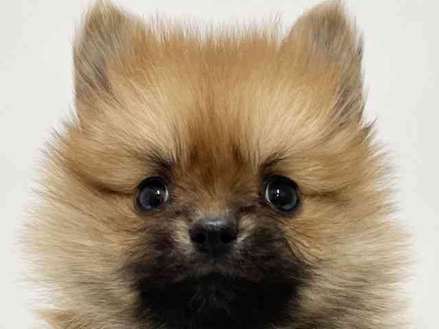 高知県のポメラニアン (ひごペットフレンドリーイオンモール高知店/2025年11月3日生まれ/女の子/オレンジ)の子犬の1枚目の画像