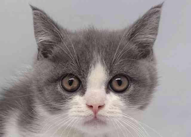 鳥取県のブリティッシュショートヘアー (ひごペットフレンドリーイオンモール鳥取北店/2025年11月2日生まれ/男の子/ブルーホワイト)の子猫の1枚目の画像