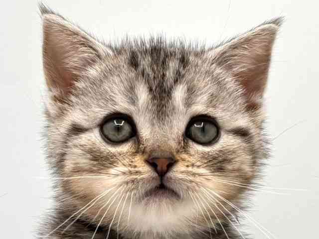 奈良県のアメリカンショートヘアー (ひごペットフレンドリー田原本店/2025年11月1日生まれ/女の子/シルバータビー)の子猫の1枚目の画像