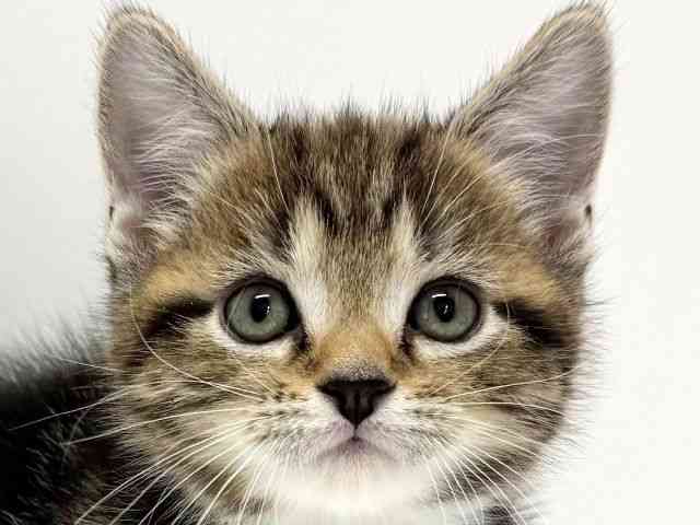 大阪府のマンチカン (ひごペットフレンドリーくずはモール店/2025年10月26日生まれ/男の子/ブラウンタビーホワイト)の子猫