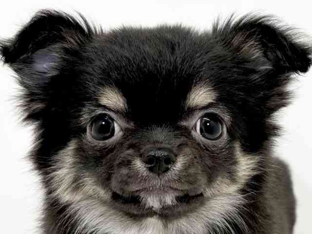 京都府のチワワ(ロング) (ひごペットフレンドリーイズミヤショッピングセンター八幡店/2025年11月3日生まれ/女の子/ブラッククリーム)の子犬の1枚目の画像