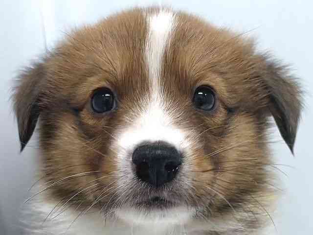 奈良県のハーフ犬・ミックス犬 (ひごペットフレンドリー奈良パワーシティ店/2025年11月2日生まれ/男の子/セーブル)の子犬の1枚目の画像