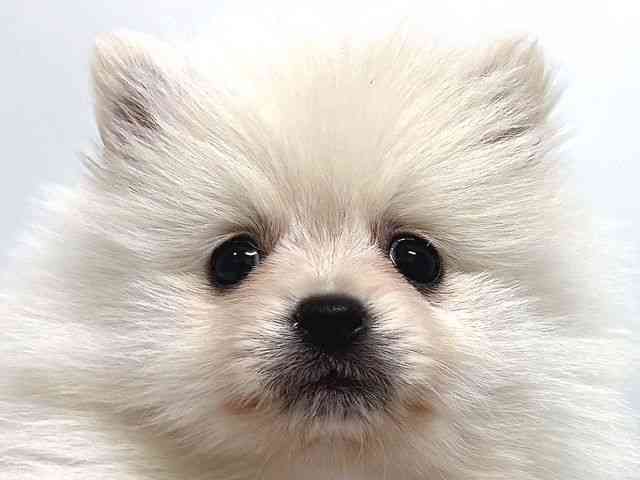 奈良県のポメラニアン (ひごペットフレンドリー奈良パワーシティ店/2025年11月1日生まれ/男の子/ホワイト)の子犬の1枚目の画像