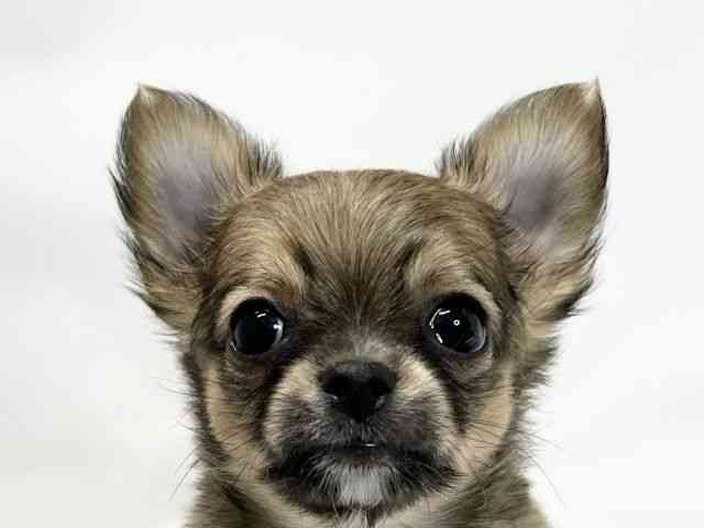 愛媛県のチワワ(ロング) (ひごペットフレンドリーイオンモール今治新都市店/2025年11月2日生まれ/男の子/レッドホワイト)の子犬の1枚目の画像