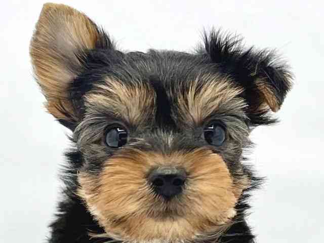 大阪府のヨークシャーテリア (ひごペットフレンドリーイトーヨーカドー津久野店/2025年11月2日生まれ/男の子/スチールブルータン)の子犬