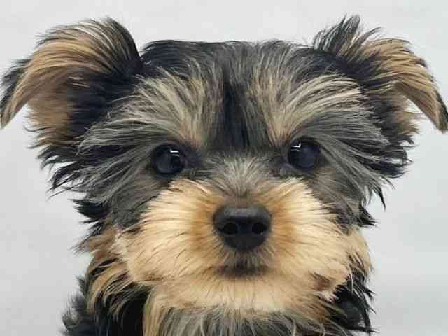 大阪府のヨークシャーテリア (ひごペットフレンドリーイトーヨーカドー津久野店/2025年11月2日生まれ/男の子/スチールブルータン)の子犬の1枚目の画像