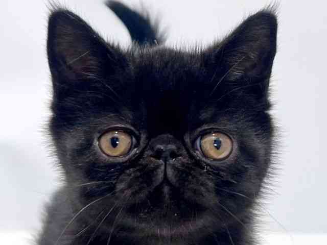 大阪府のエキゾチック (ひごペットフレンドリーイズミヤショッピングセンター千里丘店/2025年10月31日生まれ/男の子/ブラックタビー)の子猫