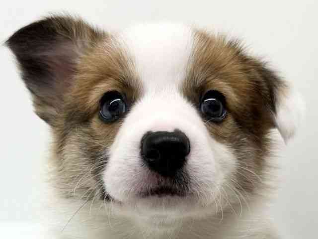 兵庫県のウェルシュコーギーペンブローク (ひごペットフレンドリーブルメールHAT神戸店/2025年11月2日生まれ/男の子/レッドホワイト)の子犬の1枚目の画像