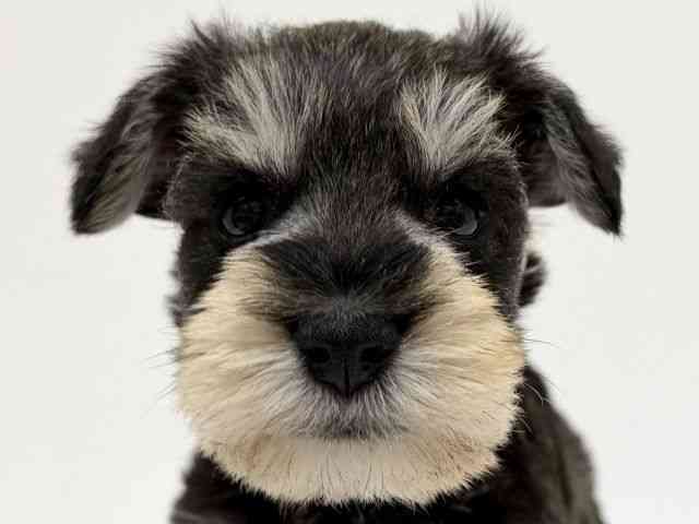 兵庫県のミニチュアシュナウザー (ひごペットフレンドリーブルメールHAT神戸店/2025年11月3日生まれ/男の子/ソルトペッパー)の子犬の1枚目の画像