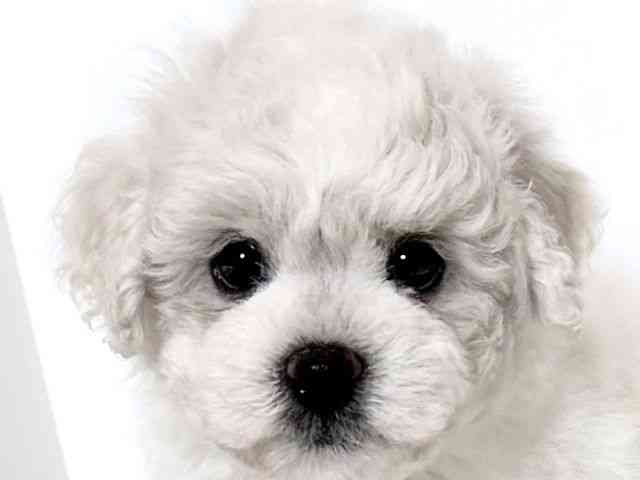 大阪府のビションフリーゼ (ひごペットフレンドリーアクロスプラザ住之江店/2025年11月1日生まれ/男の子/ホワイト)の子犬の1枚目の画像