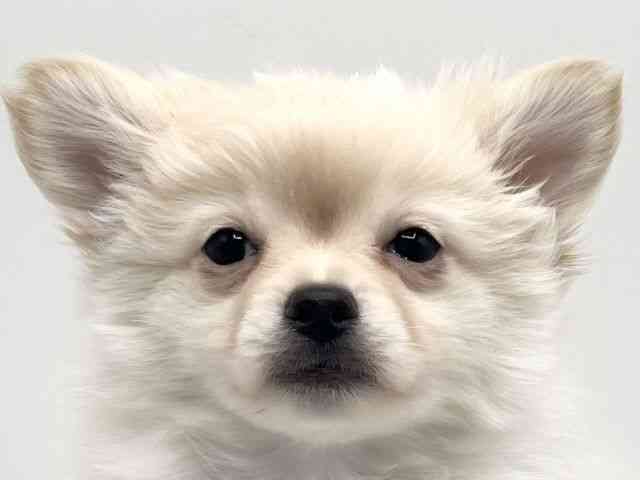 京都府のポメチワ/チワポメ/ポメチー(ポメラニアン×チワワ) (ひごペットフレンドリーイオンモール高の原店/2025年11月2日生まれ/男の子/クリーム)の子犬の1枚目の画像