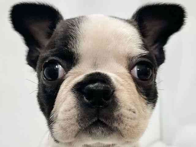 高知県のボストンテリア (ひごペットフレンドリーイオンモール高知店/2025年11月2日生まれ/女の子/ボストンカラー)の子犬の1枚目の画像