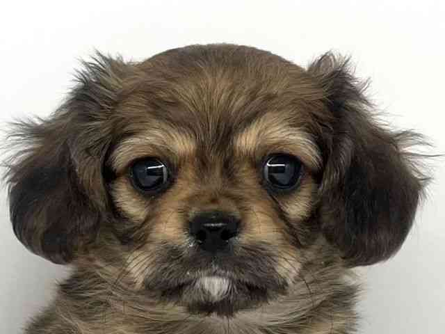 徳島県のキャバチワ/チワキャバ(キャバリア×チワワ) (ひごペットフレンドリーゆめタウン徳島店/2025年11月2日生まれ/男の子/レッド)の子犬の1枚目の画像