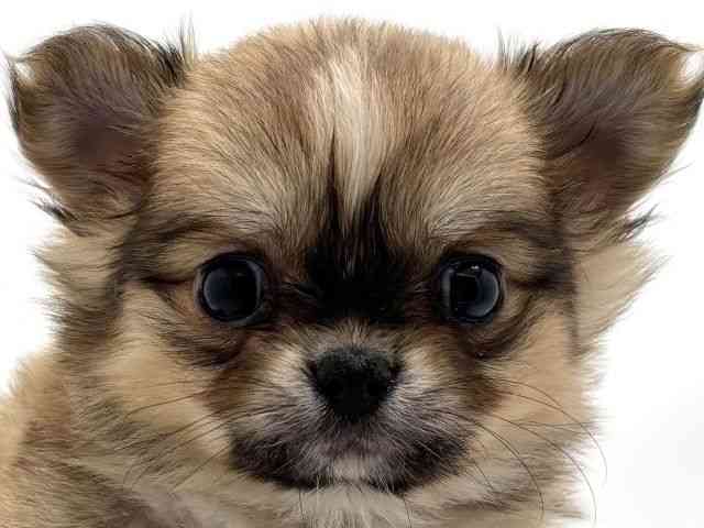 兵庫県のポメチワ/チワポメ/ポメチー(ポメラニアン×チワワ) (ひごペットフレンドリークラウンパーク伊丹店/2025年11月2日生まれ/女の子/レッドホワイト)の子犬の1枚目の画像