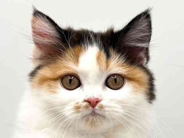 奈良県のマンチカン (ひごペットフレンドリー田原本店/2025年10月27日生まれ/女の子/キャリコ)の子猫の1枚目の画像