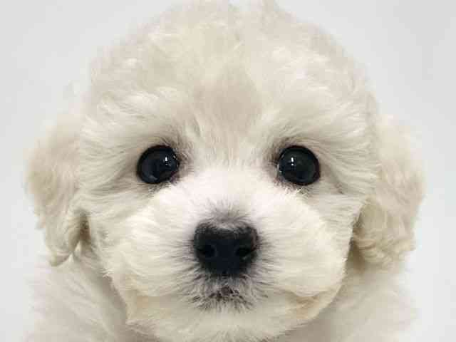 高知県のトイプードル(トイ) (ひごペットフレンドリーイオンモール高知店/2025年11月3日生まれ/男の子/ホワイト)の子犬