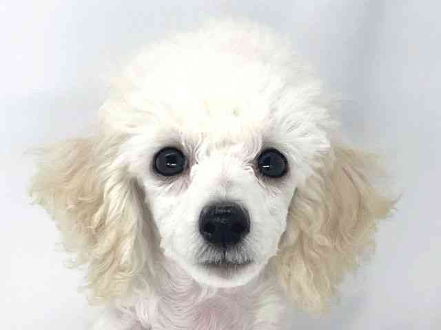 兵庫県のトイプードル(トイ) (ひごペットフレンドリーイオンタウン加古川店/2025年11月3日生まれ/男の子/ホワイト)の子犬の1枚目の画像