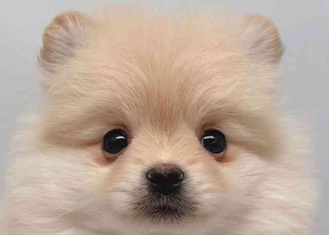 鳥取県のポメラニアン (ひごペットフレンドリーイオンモール鳥取北店/2025年11月2日生まれ/男の子/クリーム)の子犬