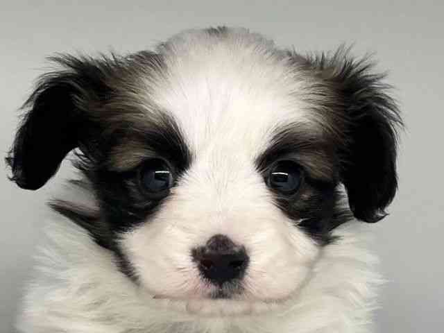 徳島県のパピヨン (ひごペットフレンドリーゆめタウン徳島店/2025年11月3日生まれ/男の子/ホワイトブラウン)の子犬の1枚目の画像