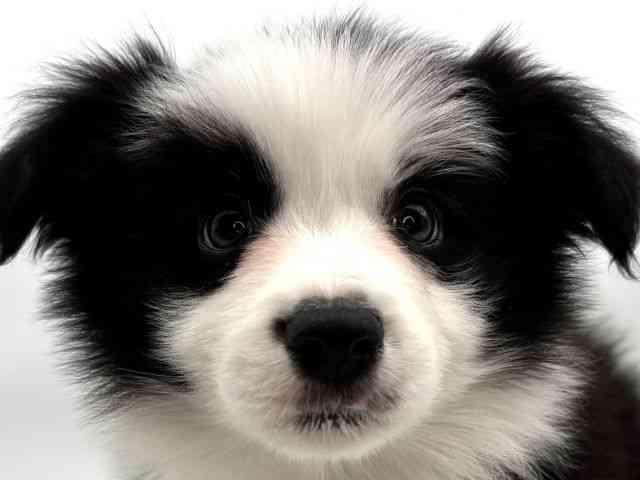 島根県のボーダーコリー (ひごペットフレンドリーイオンモール出雲店/2025年11月3日生まれ/男の子/ブラックホワイト)の子犬