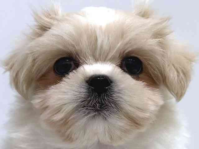 奈良県のペキマル/マルペキ(ペキニーズ×マルチーズ) (ひごペットフレンドリー奈良パワーシティ店/2025年11月3日生まれ/女の子/クリーム)の子犬の1枚目の画像