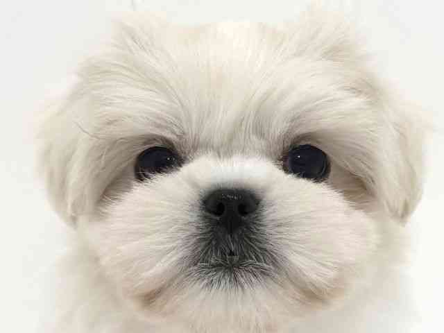 大阪府のペキマル/マルペキ(ペキニーズ×マルチーズ) (ひごペットフレンドリーくずはモール店/2025年11月3日生まれ/男の子/クリーム)の子犬の1枚目の画像