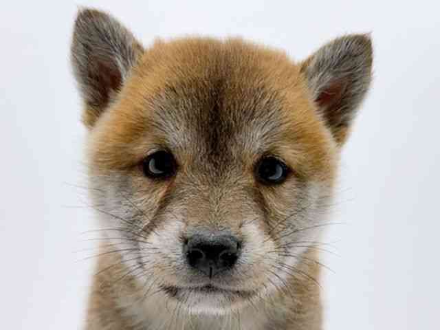 広島県の柴犬(標準サイズ) (ひごペットフレンドリーフジグラン神辺店/2025年11月3日生まれ/女の子/赤)の子犬