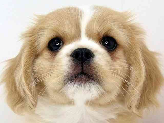 大阪府のハーフ犬・ミックス犬 (ひごペットフレンドリーいこらもーる泉佐野店/2025年11月3日生まれ/男の子/ブレンハイム)の子犬の1枚目の画像