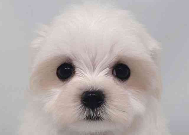 鳥取県のマルチーズ (ひごペットフレンドリーイオンモール鳥取北店/2025年11月3日生まれ/女の子/ホワイト)の子犬