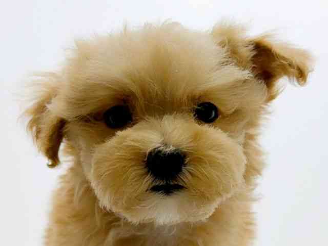 広島県のマルプー(マルチーズ×プードル) (ひごペットフレンドリーフジグラン神辺店/2025年11月1日生まれ/男の子/クリーム)の子犬