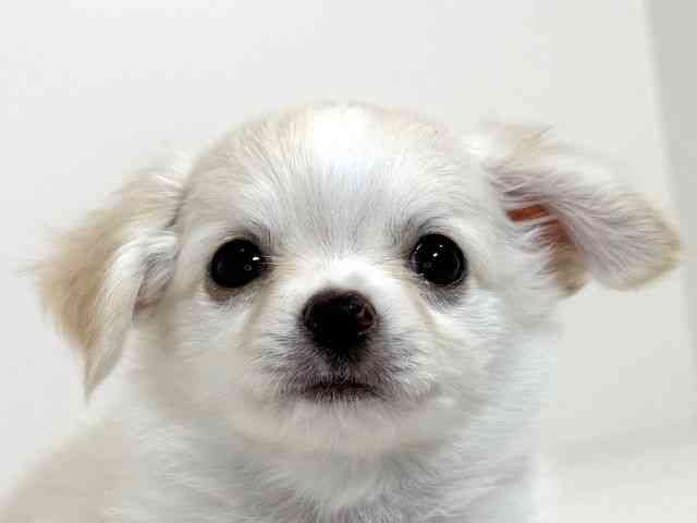 兵庫県のチワワ(ロング) (ひごペットフレンドリーイトーヨーカドー明石店/2025年11月2日生まれ/男の子/ホワイト)の子犬の1枚目の画像