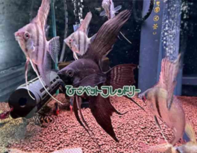 エンゼルフィッシュ[ミックスエンゼル XLサイズ] | ひごペット